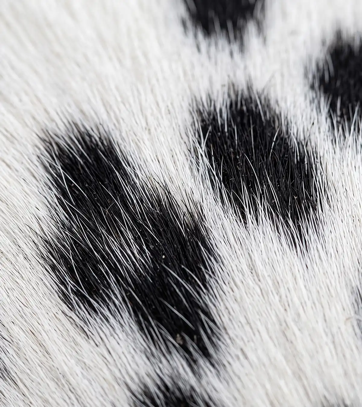 Close Up of a cow fur that shows the natural design language of the Krüger Group - developed by the freelance creative director Christoph Gey who works internationally